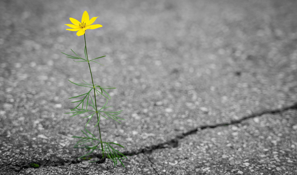 Cos'è la resilienza? Caratteristiche delle persone resilienti