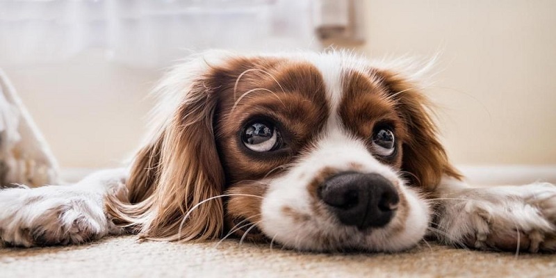 Giornata mondiale amanti dei cani: libri per prendersene cura
