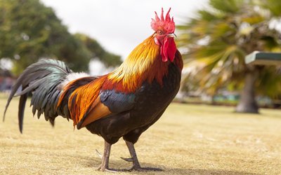 “Prendere gallo” e “fare il gallo”: origine e significato dei modi di dire