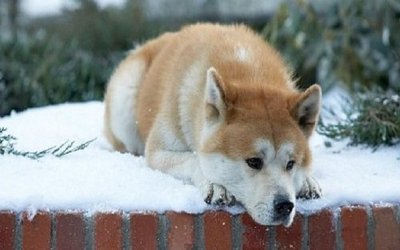 Hachiko: la storia vera del cane esempio di fedeltà