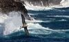 “L'albatros” di Charles Baudelaire: testo, analisi, significato