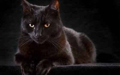 “Il gatto” di Charles Baudelaire: analisi e significato della poesia