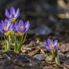 “Che dice la pioggerellina di marzo”: testo e autore della poesia