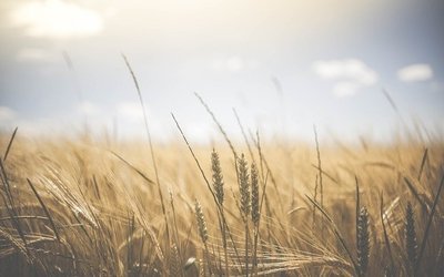 La roba di Verga: riassunto e spiegazione della novella