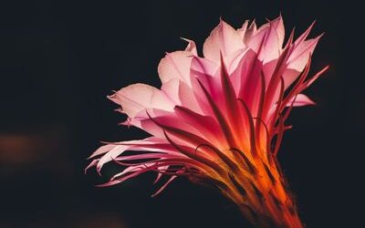 “Fiorita di marzo” di Ada Negri: la poesia della giovinezza in fiore