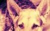 I cani del nulla