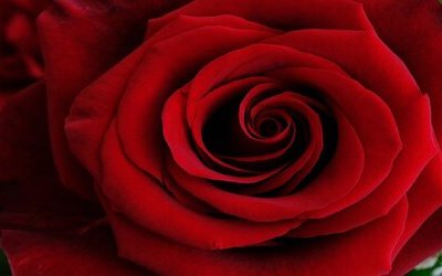 Sonetto 116 di Shakespeare: testo e analisi della poesia sull'amore ideale