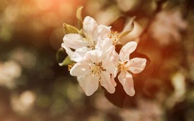 “Primavera classica” di Giosuè Carducci: una poesia d'amore