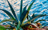 L'agave sullo scoglio di Eugenio Montale: analisi e parafrasi della simulazione di maturità 2019