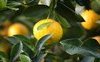“I limoni” di Eugenio Montale: testo e analisi della poesia 