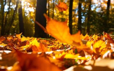 “Giorno d'autunno” di Rainer Maria Rilke: una poesia sulla caducità della vita