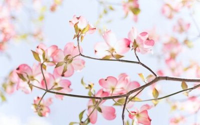 Migliori frasi sulla primavera: gli aforismi più belli sulla stagione