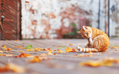 “Autunno” di Gianni Rodari: la poesia per amare ogni stagione della vita