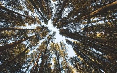 Alberi letterari e dove trovarli: dalla quercia di Robin Hood al pino di Tolkien