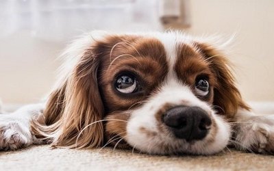 Giornata mondiale amanti dei cani: libri per prendersene cura