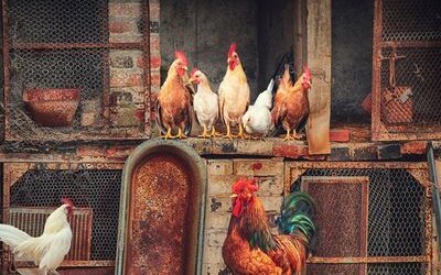 “Galline” di Giovanni Pascoli: l'autunno contadino in poesia